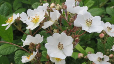 Photo of Rosa multifloral