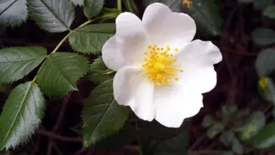 Photo of Rosaceae