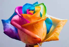 Photo of rosas arco-íris: elas são reais?