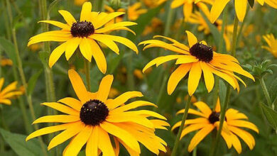 Photo of Rudbeckia ou cuidado de plantas de Rudbekia