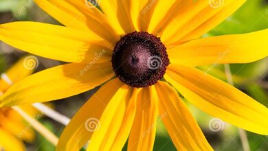 Photo of Rudbeckia, Susan de Olhos Pretos, Echinacea