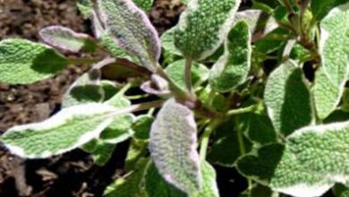 Photo of Sábio tricolor – Dicas para o cultivo da sálvia tricolor