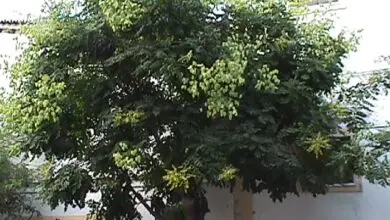 Photo of Saboeiro chinês, árvore de chuva dourada, Koelreutera