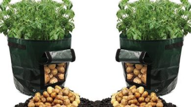 Photo of Sacos de cultivo de batata: Dicas para o cultivo de batatas em sacos