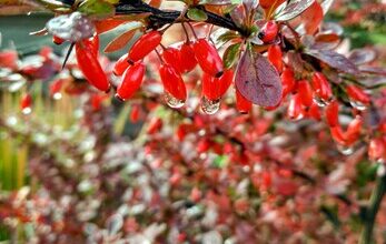 Photo of Saiba mais sobre a gestão de Berberis thunbergii