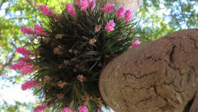 Photo of Saiba mais sobre a propagação de plantas epífitas