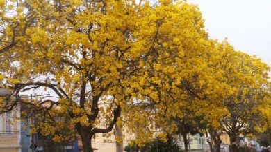 Photo of Saiba mais sobre as características do carvalho amarelo