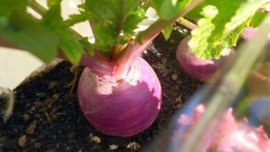 Photo of Saiba mais sobre o espaçamento entre plantas para kohlrabi