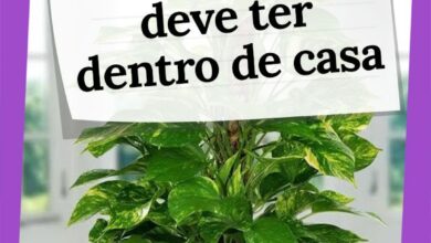 Photo of Saiba quais plantas irritam a sua pele