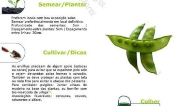 Photo of Salada de plantas laterais: O que plantar com salada no jardim