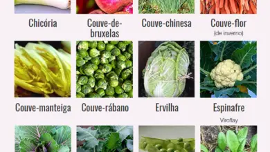 Photo of Saladas Verdes de Inverno: Dicas para o cultivo de hortaliças no Inverno