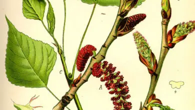 Photo of Salicaceae