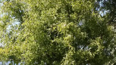 Photo of Salix matsudana Tortuosa Salgueiro de Pequim