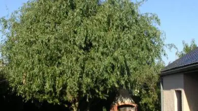 Photo of Salix rosmarinifolia Salgueiro de folhas estreitas, salgueiro de alecrim