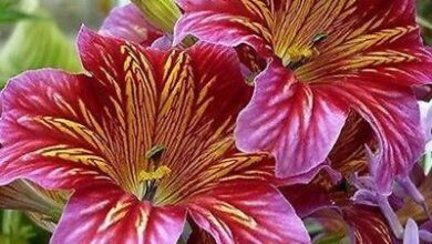 Photo of Salpiglossis com mudança de flores, trompete de veludo