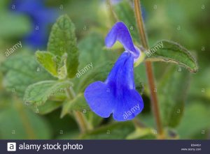 Photo of Salva de flor grande, sálvia de genciana