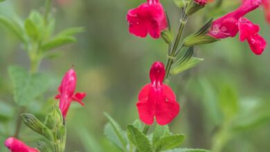 Photo of Salvia microphylla ou Salvia rosa usada como planta ornamental