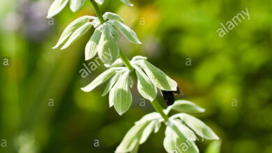 Photo of Sálvia peruana descolorida, sálvia andina, sálvia negra