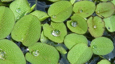 Photo of Salvinia auriculata, uma planta aquática em forma de acordeão