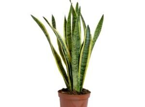 Photo of Sansevieria stuckyi Sansevière bastão