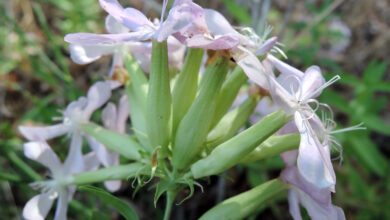 Photo of Saponaria officinalis, planta ornamental e medicinal