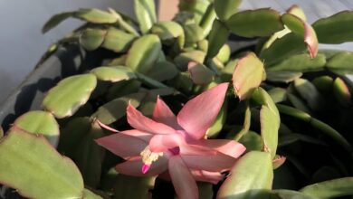 Photo of Schlumbergera truncado, cacto de Natal