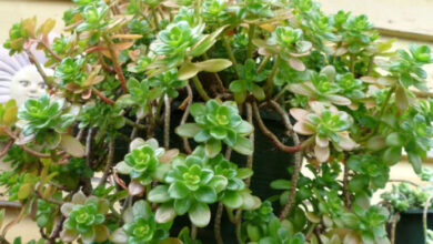 Photo of Sedum confusum ou Sedum plant care