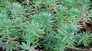 Photo of Sedum hispanicum Abeto espanhol