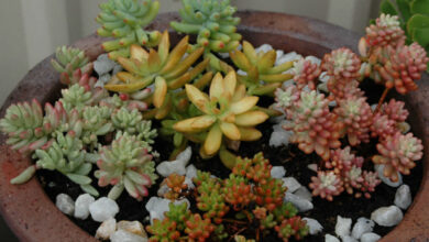 Photo of Sedum, Texiote ou Sedo Plant Care