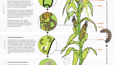Photo of Sem espigas nos caules do milho: porque é que o meu milho não produz espigas?