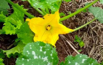 Photo of Sem flores de feijão: como fazer uma planta de feijão florescer