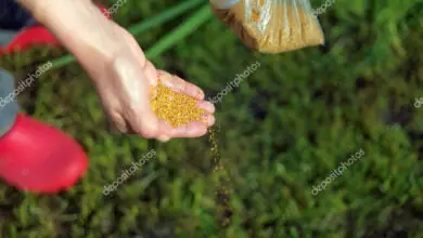 Photo of Semeando sementes ao ar livre
