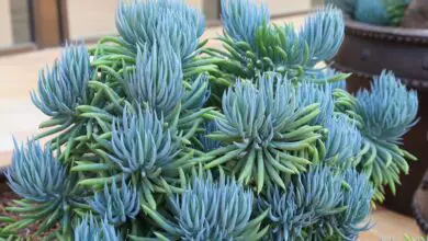 Photo of Senecio mandraliscae tratamento de plantas ou bálsamo azul