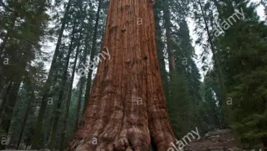 Photo of Sequoïadendron giganteum Giant of Secoya