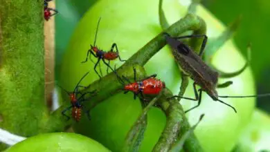 Photo of Sesame Pest Control – Como matar os insectos que comem gergelim
