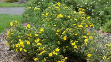 Photo of Shrubby Potentilla