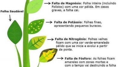 Photo of Sinais de sobre-fertilização de plantas domésticas