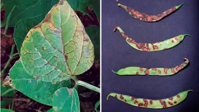 Photo of Sintomas de antracnose em feijão – Manejo de antracnose em plantas de feijão no jardim