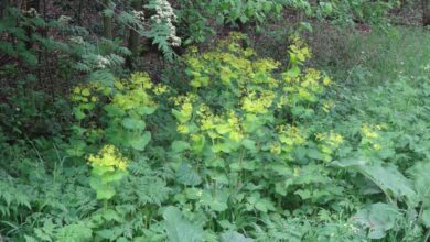 Photo of Smyrnium perfoliatum Perfoliate Maceron, Maceron de Crêtes