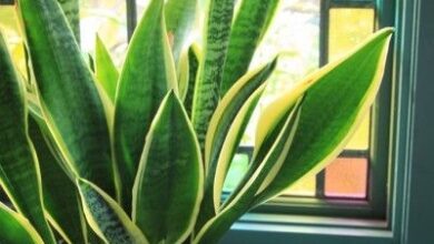 Photo of Snake Plant Info