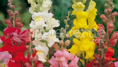 Photo of Snapdragon, a boca do lobo