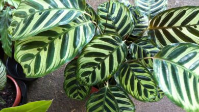 Photo of Sobre a planta do pavão Calathea