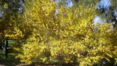 Photo of Soins de la plante Acacia dodonaeifolia ou Acacia viscosa