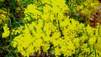 Photo of Soins de la plante Acacia melanoxylon ou Acacia noir