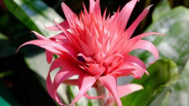 Photo of Soins de la plante Aechmea fasciata ou Aecmea