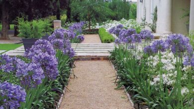 Photo of Soins de la plante Agapanthus africanus, Agapanto ou Flor del Amor
