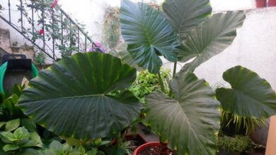 Photo of Soins de la plante Alocasia macrorrhiza, Colocasia ou Marquesa