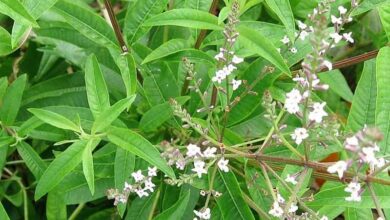 Photo of Soins de la plante Aloysia citriodora, Hierba luisa ou Cedron