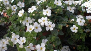 Photo of Soins de la plante Bacopa cordata, Nevada o Sutera