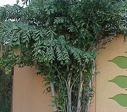 Photo of Soins de la plante Caryota mitis, Cariota ou Palm cola de pez